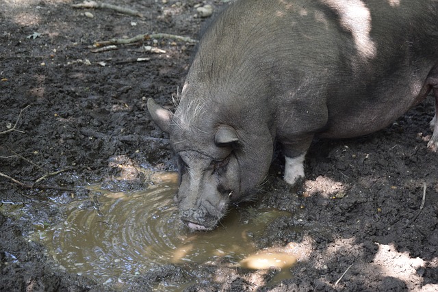 湛的技战术 湛的技战术